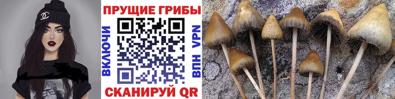 Галлюциногенные грибы Psilocybine cubensis  Купить закладки  Туран 